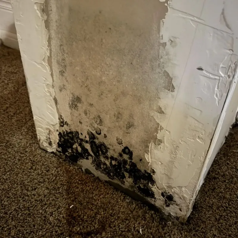 Professional Mold Removal in Ansonia, OH